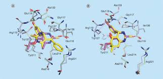 NSC2500 Prostate Cancer And Mitotic Spindle Inhibitors Essay-Southern Queensland University Australia.